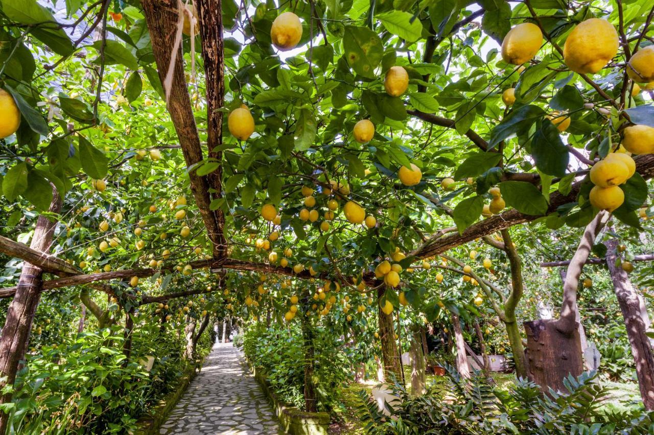 Villa Maresca B&B Piano di Sorrento Exteriör bild